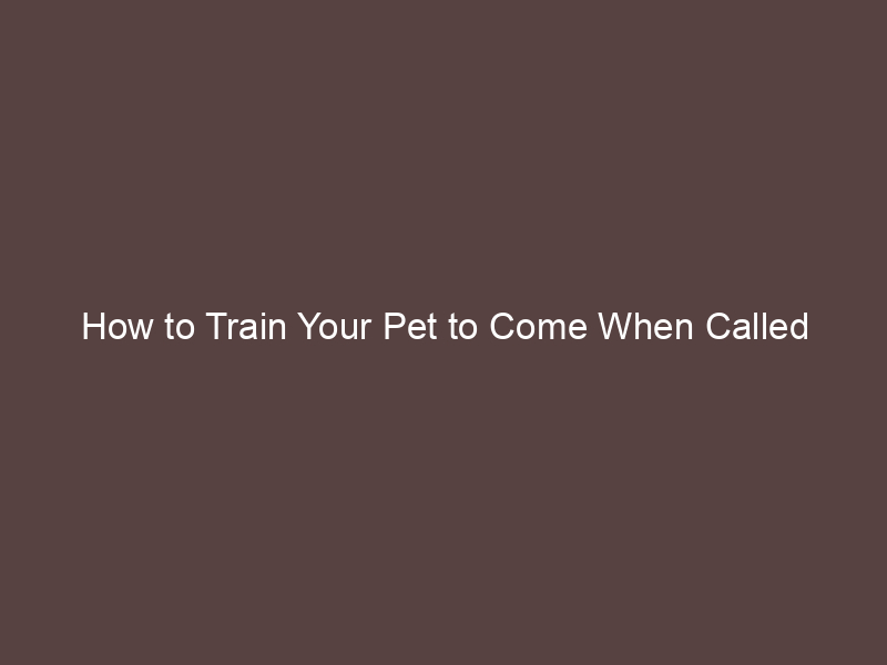 How to Train Your Pet to Come When Called