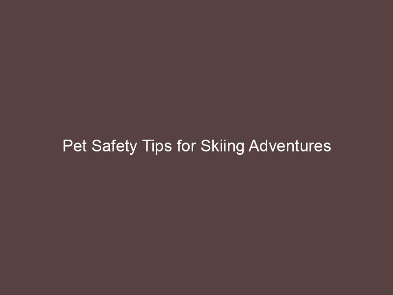 Pet Safety Tips for Skiing Adventures